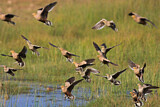 Image. Chestnut-bellied Sandgrouse