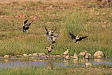 Image. Chestnut-bellied Sandgrouse