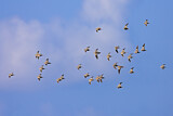 Image. Chestnut-bellied Sandgrouse