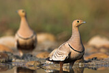 Image. Chestnut-bellied Sandgrouse