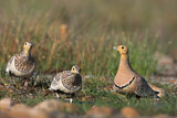 Image. Chestnut-bellied Sandgrouse