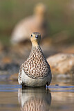 Image. Chestnut-bellied Sandgrouse