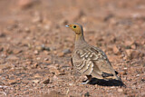 Image. Chestnut-bellied Sandgrouse
