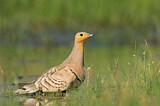 Image. Chestnut-bellied Sandgrouse