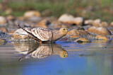 Image. Chestnut-bellied Sandgrouse
