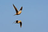Image. Chestnut-bellied Sandgrouse