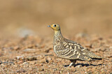 Image. Chestnut-bellied Sandgrouse