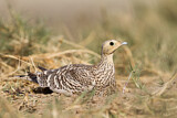 Image. Chestnut-bellied Sandgrouse