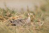 Image. Chestnut-bellied Sandgrouse