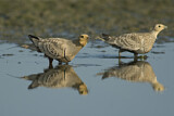 Image. Chestnut-bellied Sandgrouse