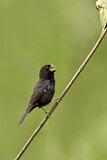 Image. Chestnut-bellied Seed Finch