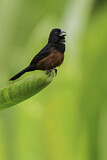 Image. Chestnut-bellied Seed Finch