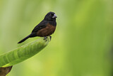 Image. Chestnut-bellied Seed Finch