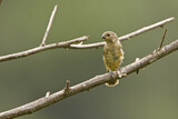 Image. Chestnut-bellied Seedeater
