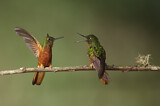 Image. Chestnut-breasted Coronet