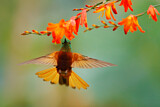 Image. Chestnut-breasted Coronet