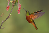 Image. Chestnut-breasted Coronet