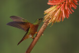 Image. Chestnut-breasted Coronet