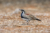 Image. Chestnut-breasted Quail-thrush