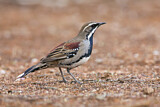 Image. Chestnut-breasted Quail-thrush