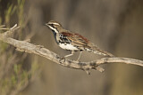 Image. Chestnut-breasted Quail-thrush