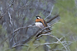 Image. Chestnut-breasted Quail-thrush