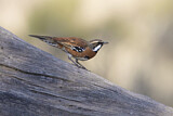 Image. Chestnut-breasted Quail-thrush