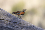 Image. Chestnut-breasted Quail-thrush