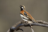 Image. Chestnut-breasted Quail-thrush