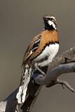 Image. Chestnut-breasted Quail-thrush