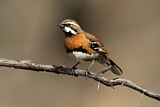 Image. Chestnut-breasted Quail-thrush