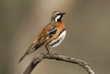 Image. Chestnut-breasted Quail-thrush