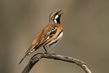 Image. Chestnut-breasted Quail-thrush