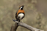 Image. Chestnut-breasted Quail-thrush