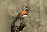 Image. Chestnut-breasted Quail-thrush