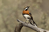 Image. Chestnut-breasted Quail-thrush