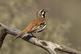 Image. Chestnut-breasted Quail-thrush