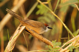 Image. Chestnut-capped Babbler