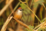 Image. Chestnut-capped Babbler