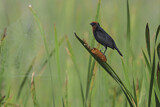 Image. Chestnut-capped Blackbird