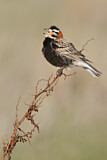 Image. Chestnut-collared Longspur