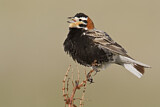 Image. Chestnut-collared Longspur