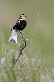 Image. Chestnut-collared Longspur
