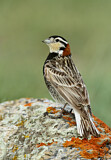 Image. Chestnut-collared Longspur