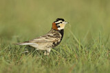 Image. Chestnut-collared Longspur