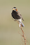 Image. Chestnut-collared Longspur