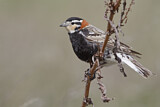 Image. Chestnut-collared Longspur