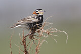 Image. Chestnut-collared Longspur