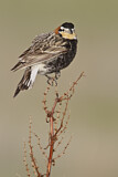 Image. Chestnut-collared Longspur