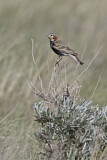 Image. Chestnut-collared Longspur